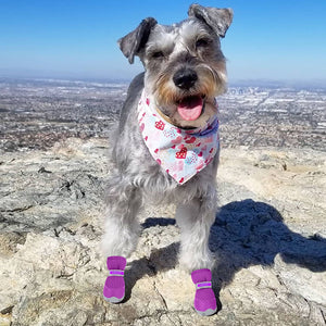 QUMY Small Breed Dog Boots Hot Weather - QUMY