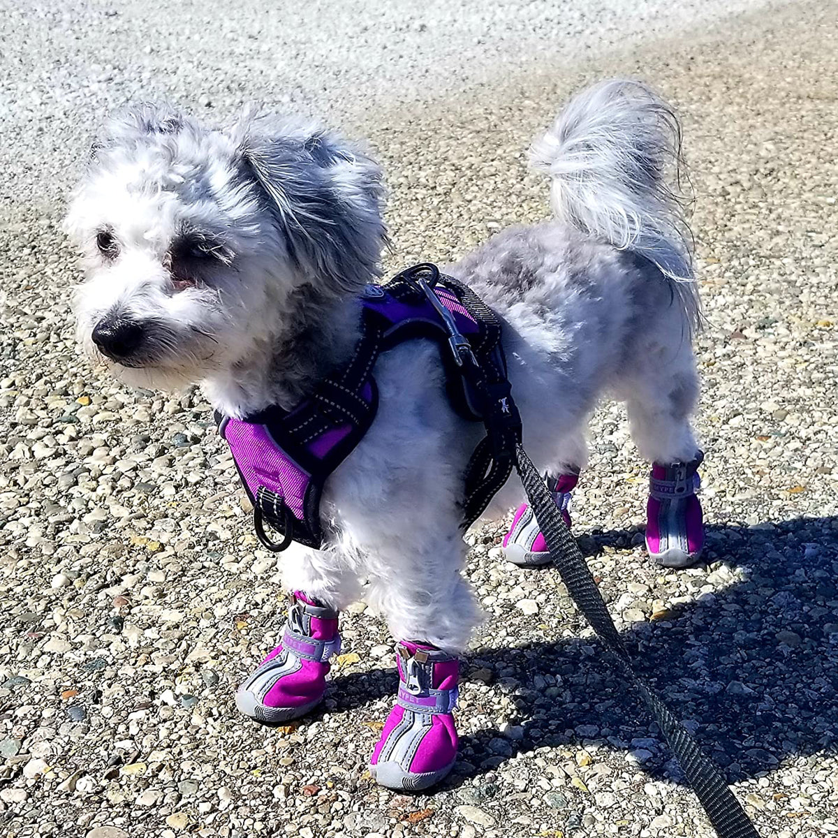 Best shoes for small dogs Clearance