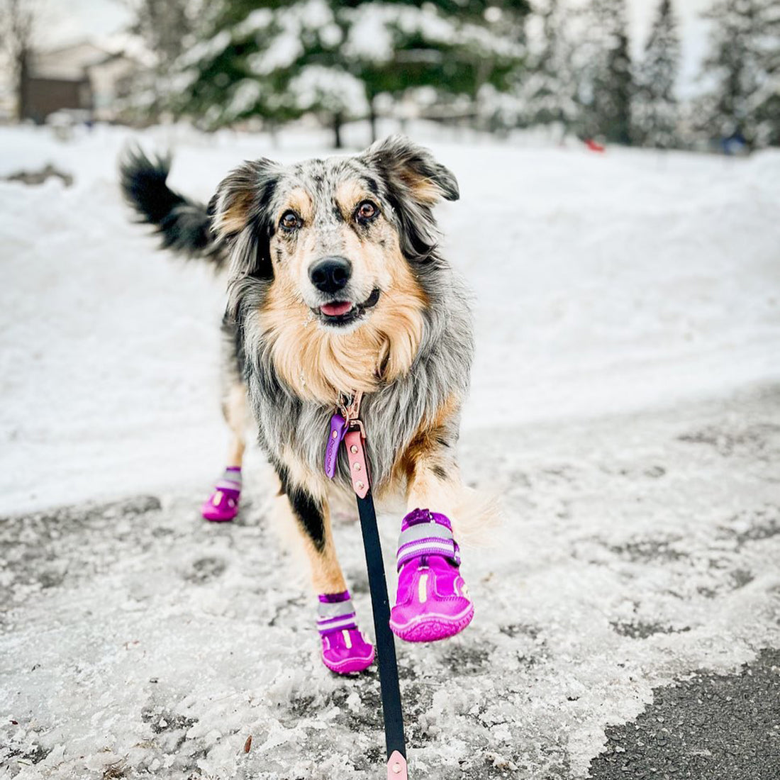 Medium dog shoes Clearance