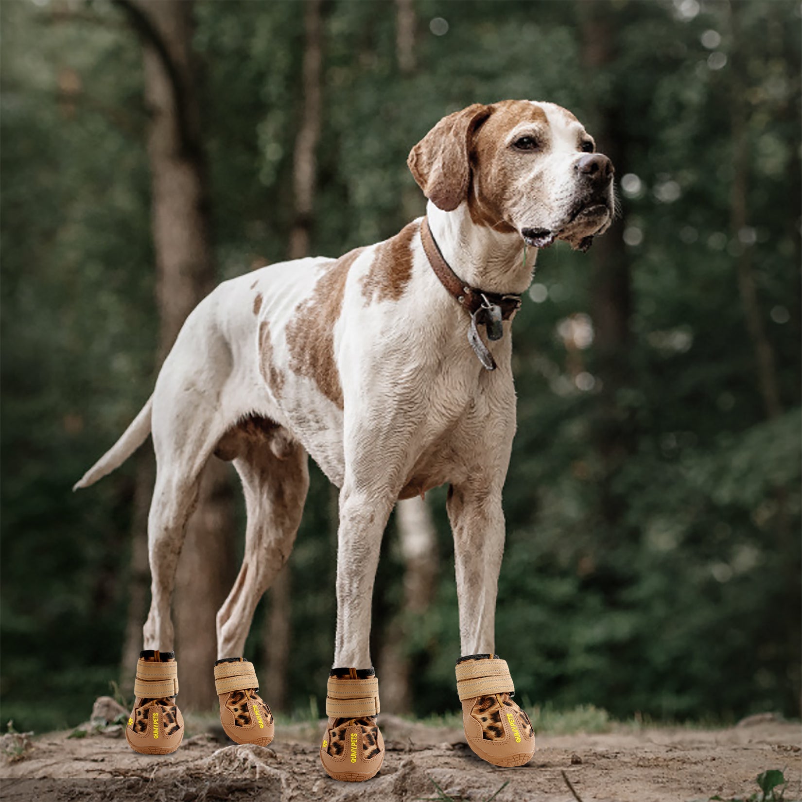 Dog hunting shoes Clearance